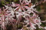 Mountain azalea